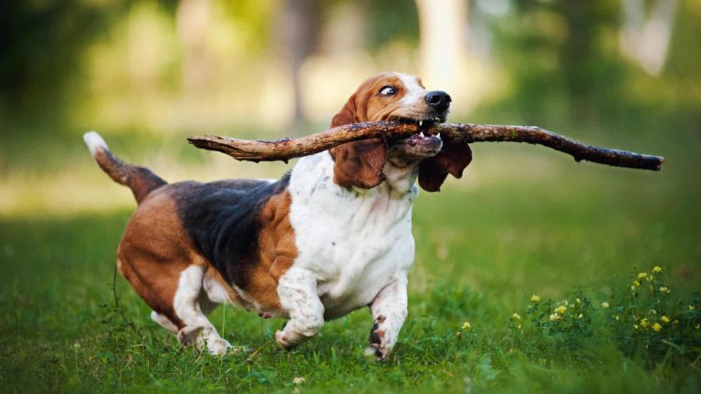 Basset Hound playing fetch with stick outdoors.